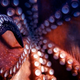 Image for article titled Octopus Snatches Diver's Camera For Home Movie